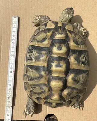 Griechische Landschildkröte - weiblich