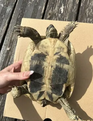Griechische Landschildkröte - weiblich