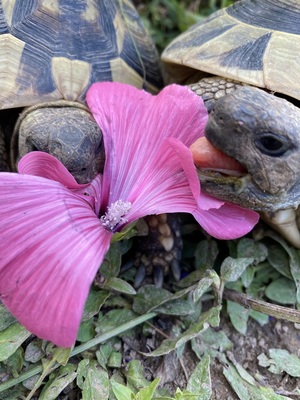 Griechische Landschildkröte - weiblich