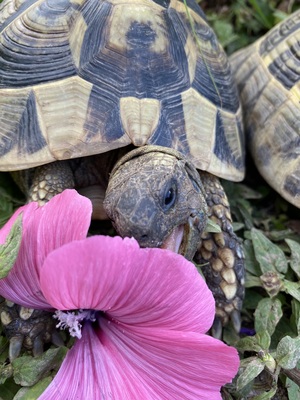 Griechische Landschildkröte - weiblich