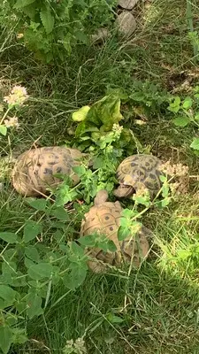 Griechische Landschildkröte - weiblich