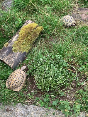 Griechische Landschildkröte - weiblich