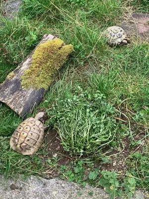 Griechische Landschildkröte - weiblich