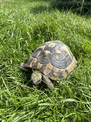 Griechische Landschildkröte - weiblich