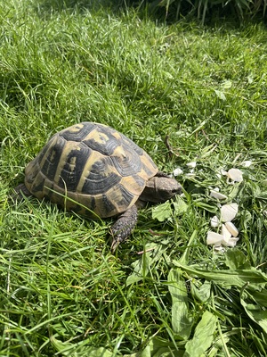 Griechische Landschildkröte - weiblich