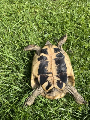 Griechische Landschildkröte - weiblich