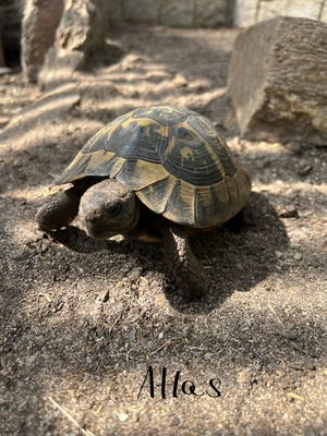 Griechische Landschildkröte - weiblich