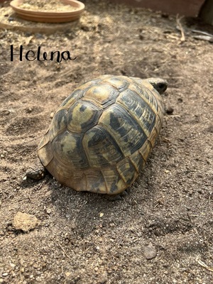 Griechische Landschildkröte - weiblich