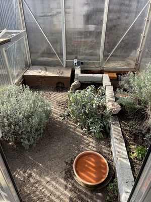 Griechische Landschildkröte - weiblich