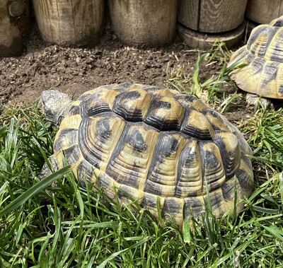 Griechische Landschildkröte - weiblich