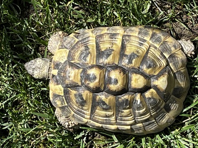 Griechische Landschildkröte - weiblich