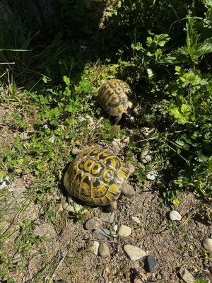 Griechische Landschildkröte - weiblich