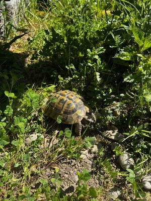 Griechische Landschildkröte - weiblich