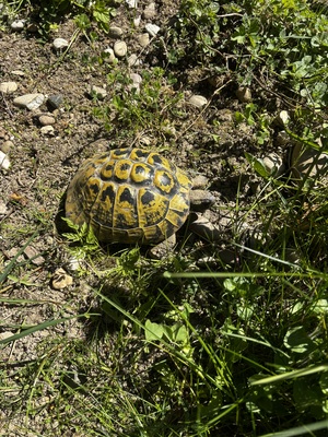 Griechische Landschildkröte - weiblich