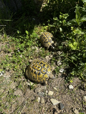 Griechische Landschildkröte - weiblich