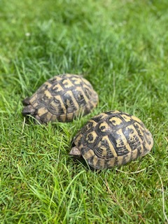 Griechische Landschildkröte - weiblich