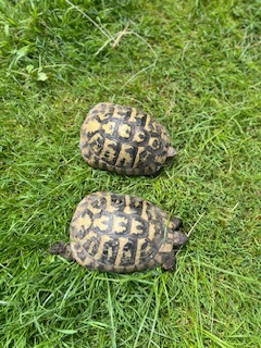 Griechische Landschildkröte - weiblich