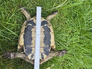 Griechische Landschildkröte - weiblich