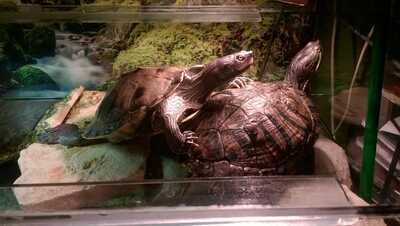 Höckerschildkröten - weiblich