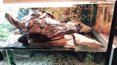 Höckerschildkröten - weiblich 3