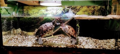 Höckerschildkröten - weiblich