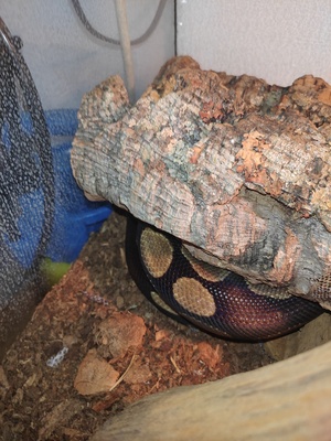 Königspython - männlich