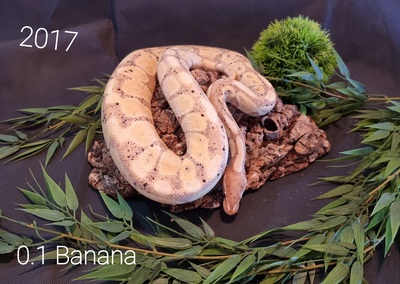 Königspython - weiblich