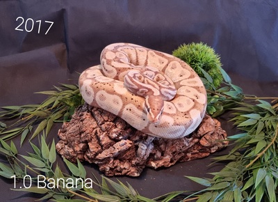 Königspython - weiblich