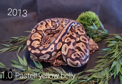 Königspython - weiblich