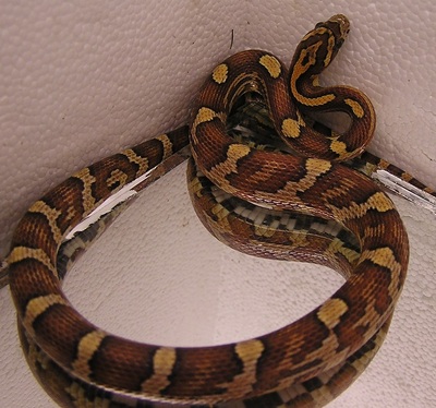 Kornnatter Jungtier - weiblich