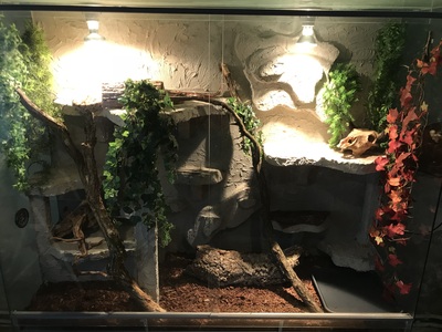 Kornnatter - unbekannt