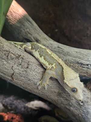 Kronengecko Jungtier - männlich