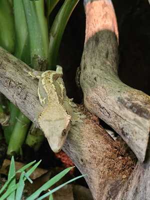 Kronengecko Jungtier - männlich