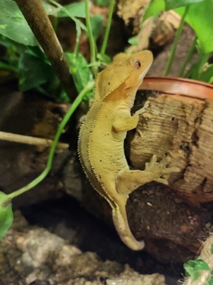 Kronengecko Jungtier - unbekannt