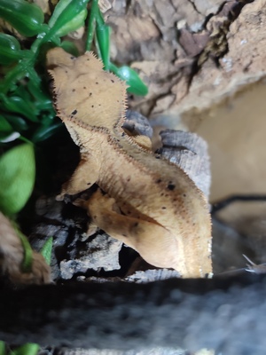 Kronengecko Jungtier - unbekannt