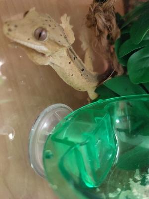 Kronengecko Jungtier - unbekannt