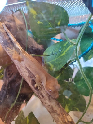 Kronengecko Jungtier - weiblich