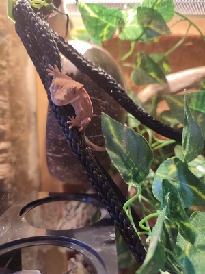 Kronengecko Jungtier - weiblich