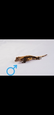 Kronengecko - unbekannt