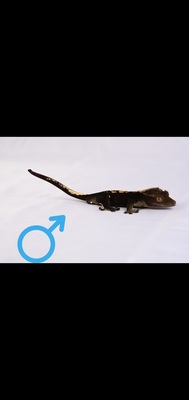 Kronengecko - unbekannt