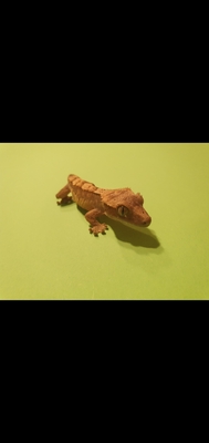 Kronengecko - unbekannt
