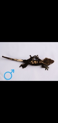 Kronengecko - unbekannt