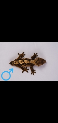 Kronengecko - unbekannt