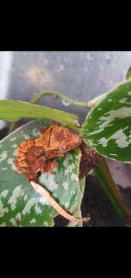 Kronengecko - unbekannt