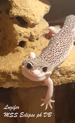 Leopardgecko - männlich