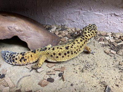 Leopardgecko - unbekannt 3