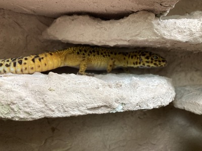 Leopardgecko - unbekannt