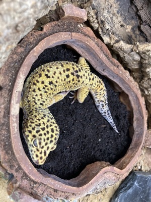 Leopardgecko - unbekannt
