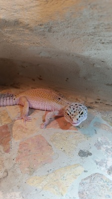 Leopardgecko - unbekannt 1