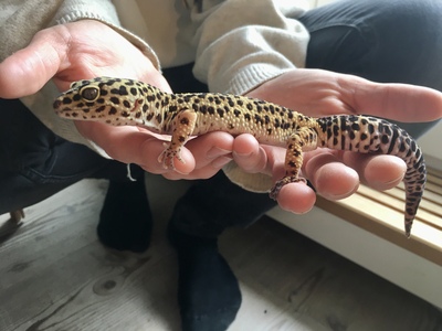 Leopardgecko - weiblich 4